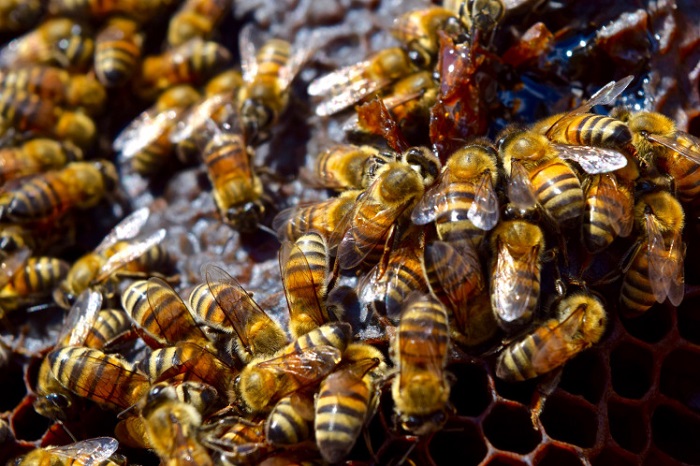 7 bee species have been added to the US endangered species list 